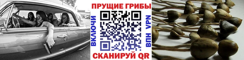 закладки  Райчихинск  Псилоцибиновые грибы ЛСД 